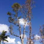 First Rapid Ohia Death case may not be Maui’s last
